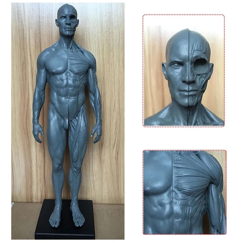 30cm Height Human Anatomical Anatomy Skull Blood Sculpture Head Body Model Muscle Bone Model Male and Female