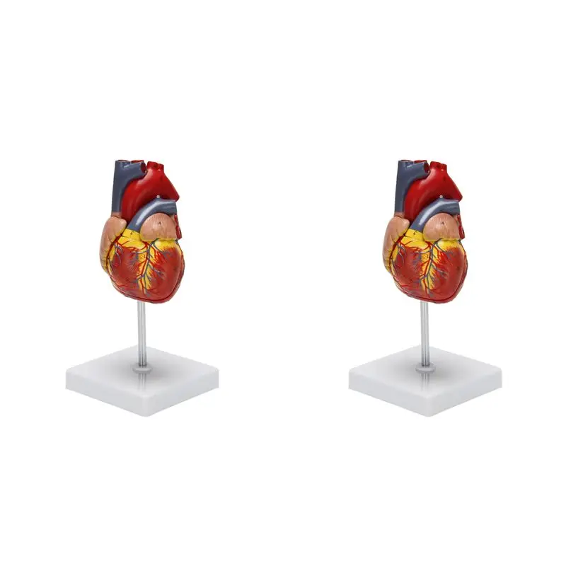 Exquisite-2X 1: 1 Human Heart Model, Anatomically Accurate Heart Model Life Size Human Skeleton Anatomy