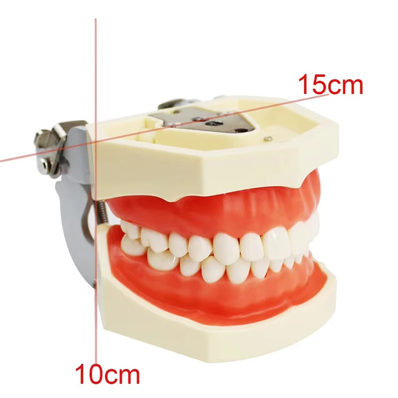 Removable Dental 32 Teeth Model Soft Gum Teeth Model For Dentist Practice Studying Dentistry Typodont Refills Models