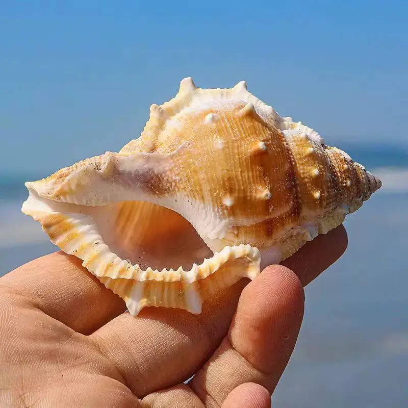 Морские огурцы, улитка, чистая натуральная раковина, плоская шиповая улитка, аквариум, сувенир для украшения ландшафта в аквариуме Морские огурцы, улитка, чистая натуральная раковина, плоская шиповая улитка, аквариум, сувенир для украшения ландшафта в аквариуме