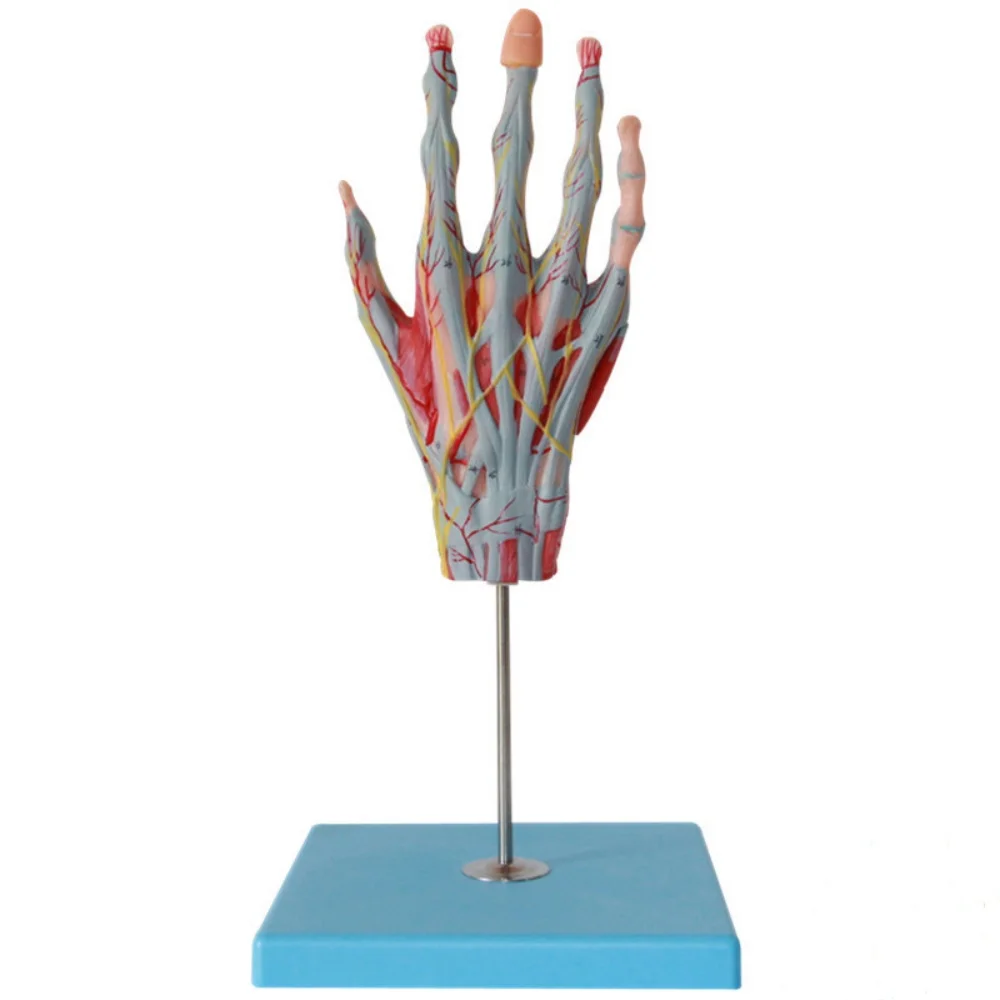 Human palm anatomy model Hand anatomy with neurovascular model