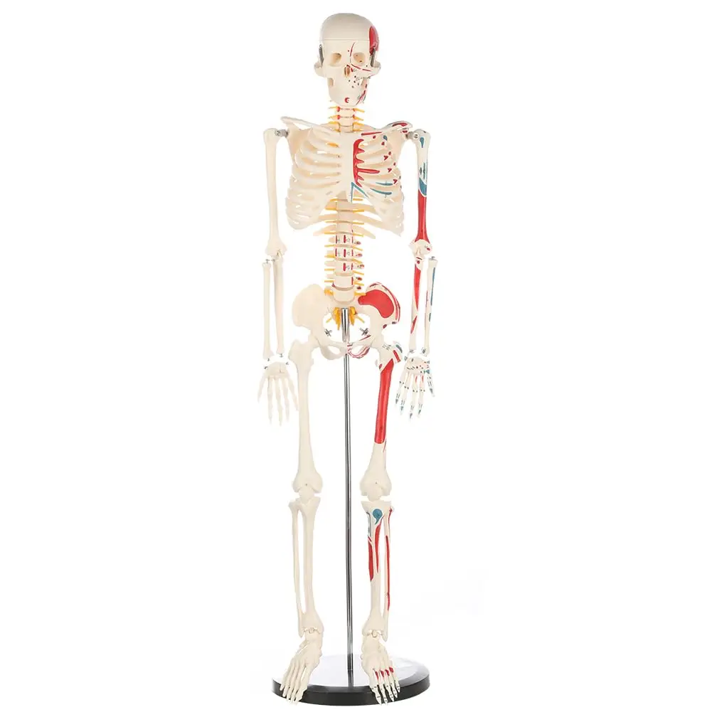 Outil médical de modèle d\'anatomie de squelette de modules humains, peint musculaire du corps entier, comprend des racines de nerf spinal et une