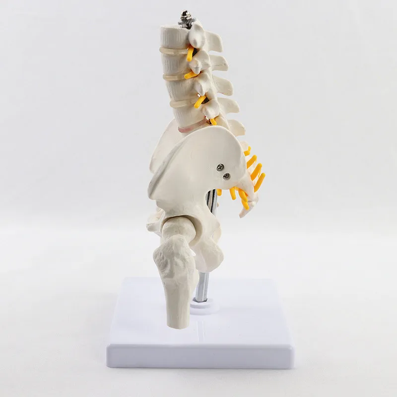 Life Size Human Pelvic With Five Lumbar Vertebrae and Femur Model  Spinal Column Spine Model Skeleton Anatomy Science Supplies