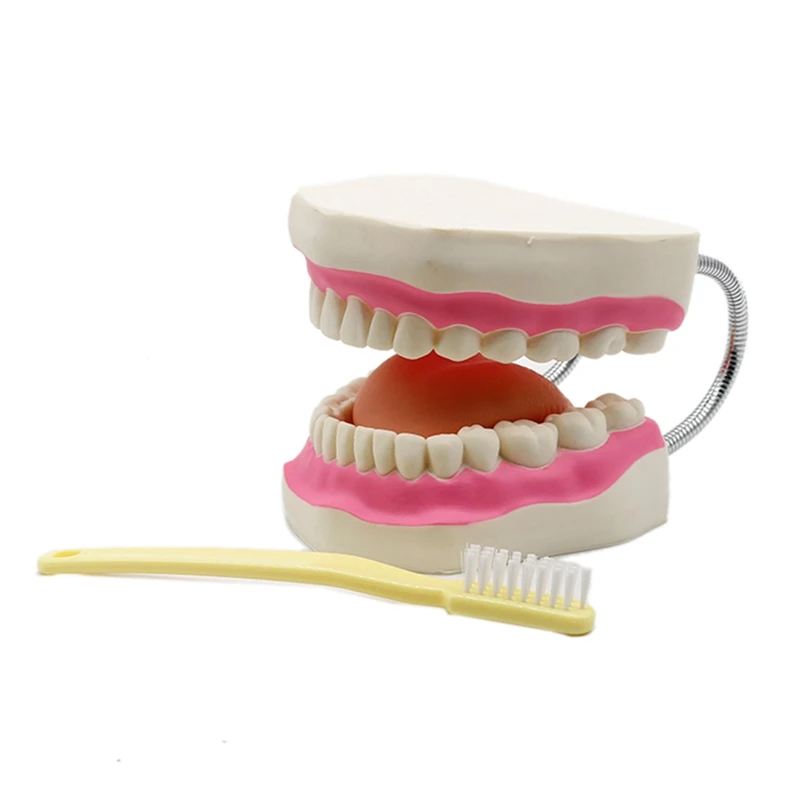 

6 Times Magnification Full Mouth Model Tooth Teaching With Toothbrush The Presentation Education Model Tools