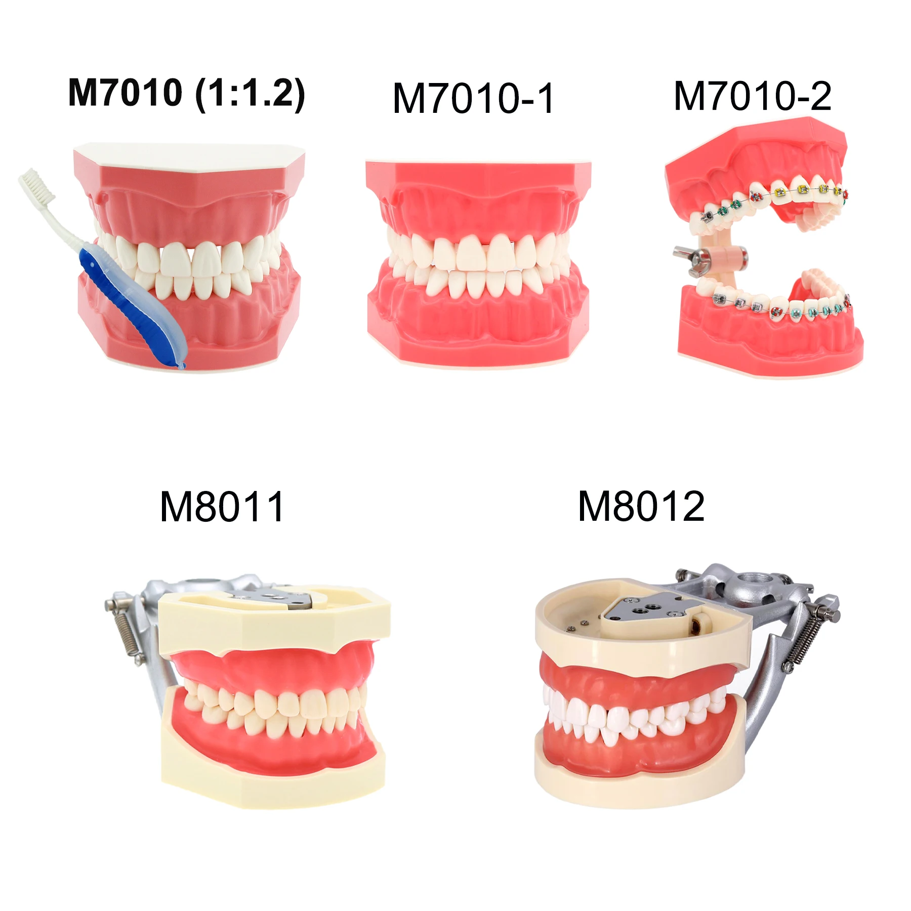 Modelo de implante de dentes dentários, vários tipos, modelos de ensino de odontologia, ortodôntico removível para educação de pacientes, demonstração