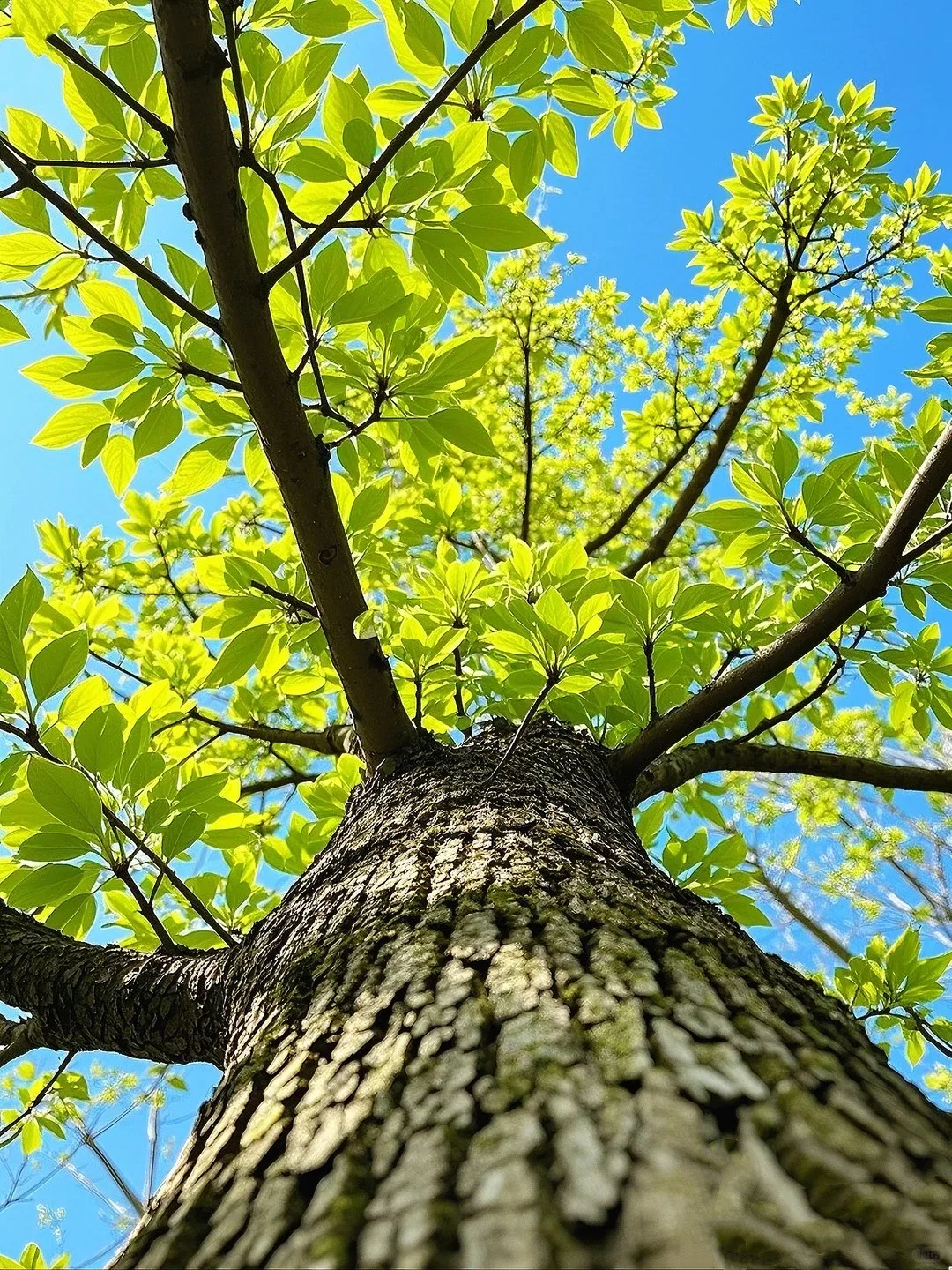 

Аппарат для индиб-терапии 448 кГц: подтяжка кожи, глубокое прогревание, расслабление мышц, облегчение боли