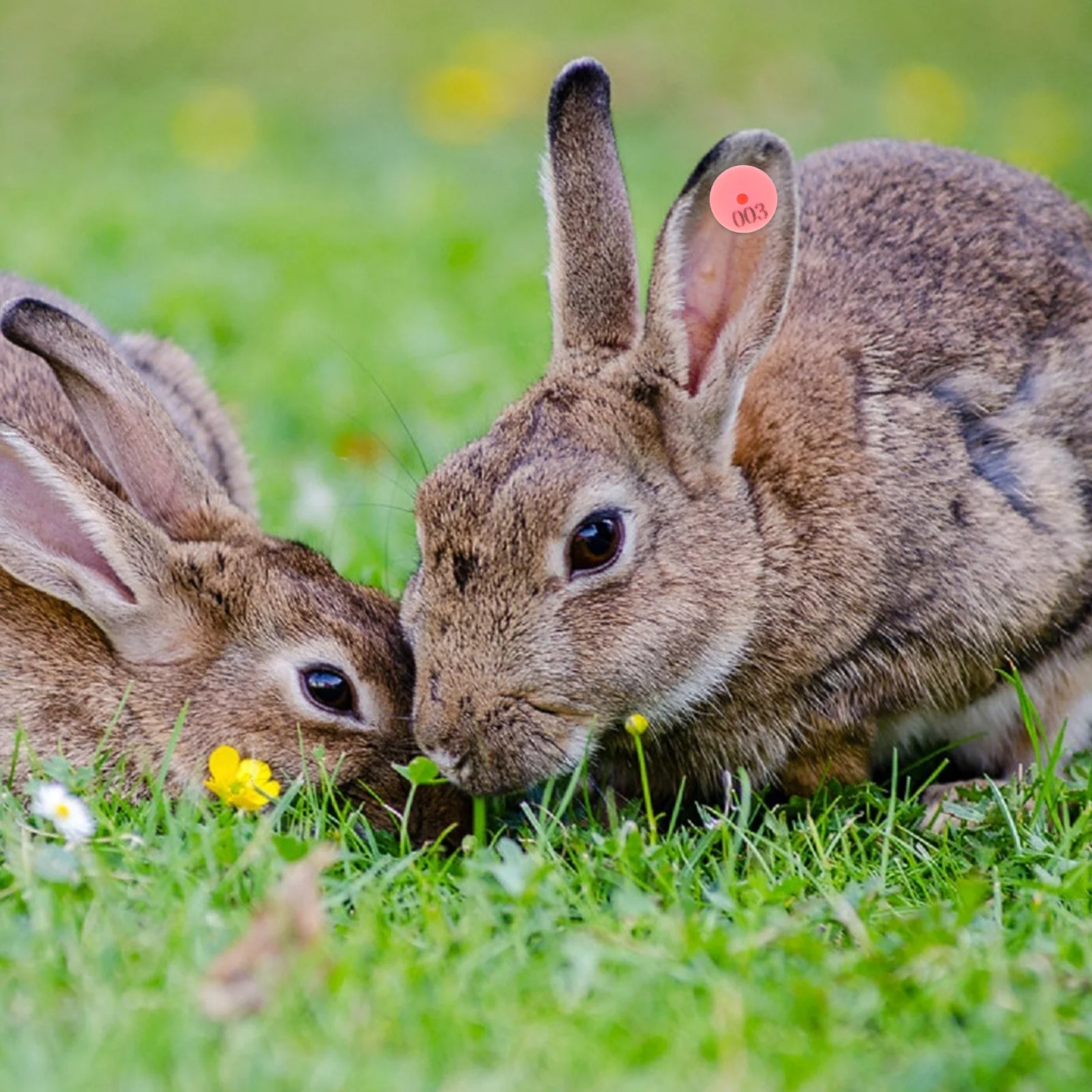 

100Pcs Rabbit Ear Tags with Unique Numbers Heavy Duty Weather Resistant Animal Id Markers for Dogs Foxes Poultry Farm Use