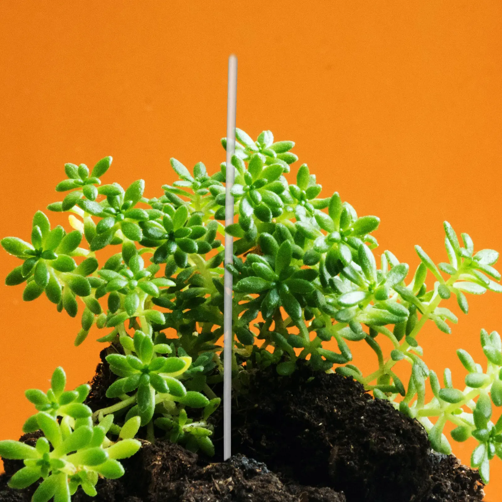 1 zestaw przezroczystych akryl – Vine Climbing Plastic recenzja i cena