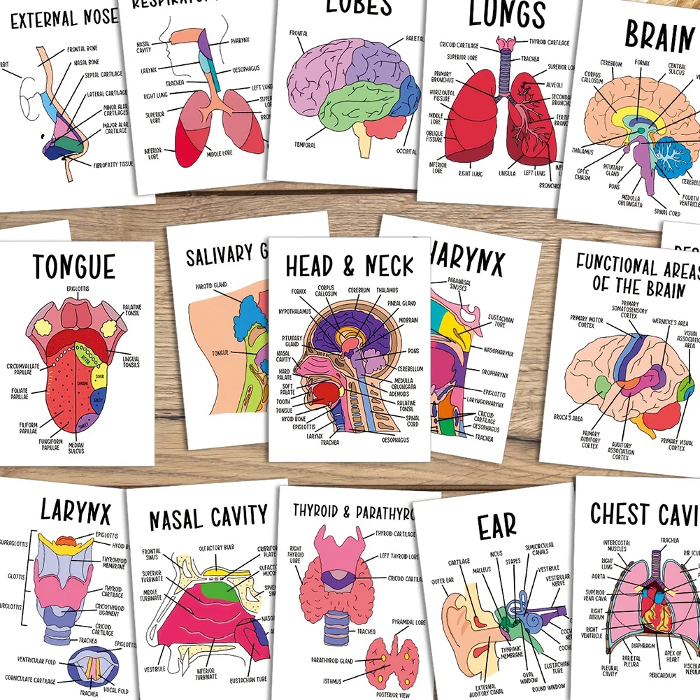 30pcs Human-Anatomy Flash Cards Medical-Students Biology Class Education Human Organ Clinical Anatomical Science Learning Tools