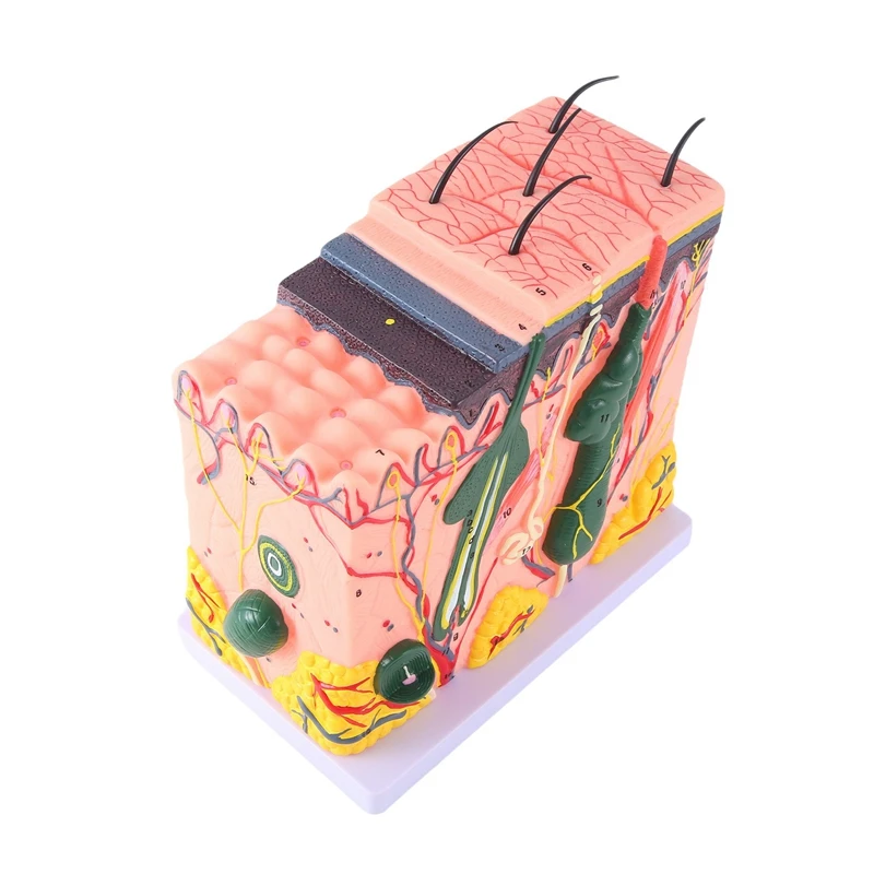 1 Piece Skin Model Skin Hair Structure Enlarged Model Anatomy Model As Shown PVC For Classroom Learning Display Teaching