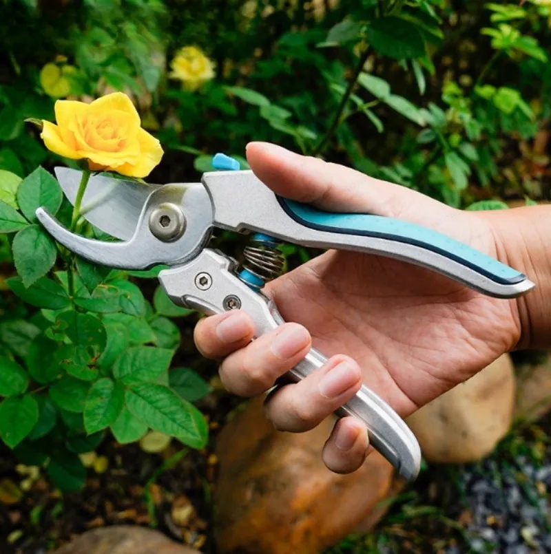 Gardening Gardening Pruning Branches Fruit Trees Snow Willow Rose Pruning Flower Shears