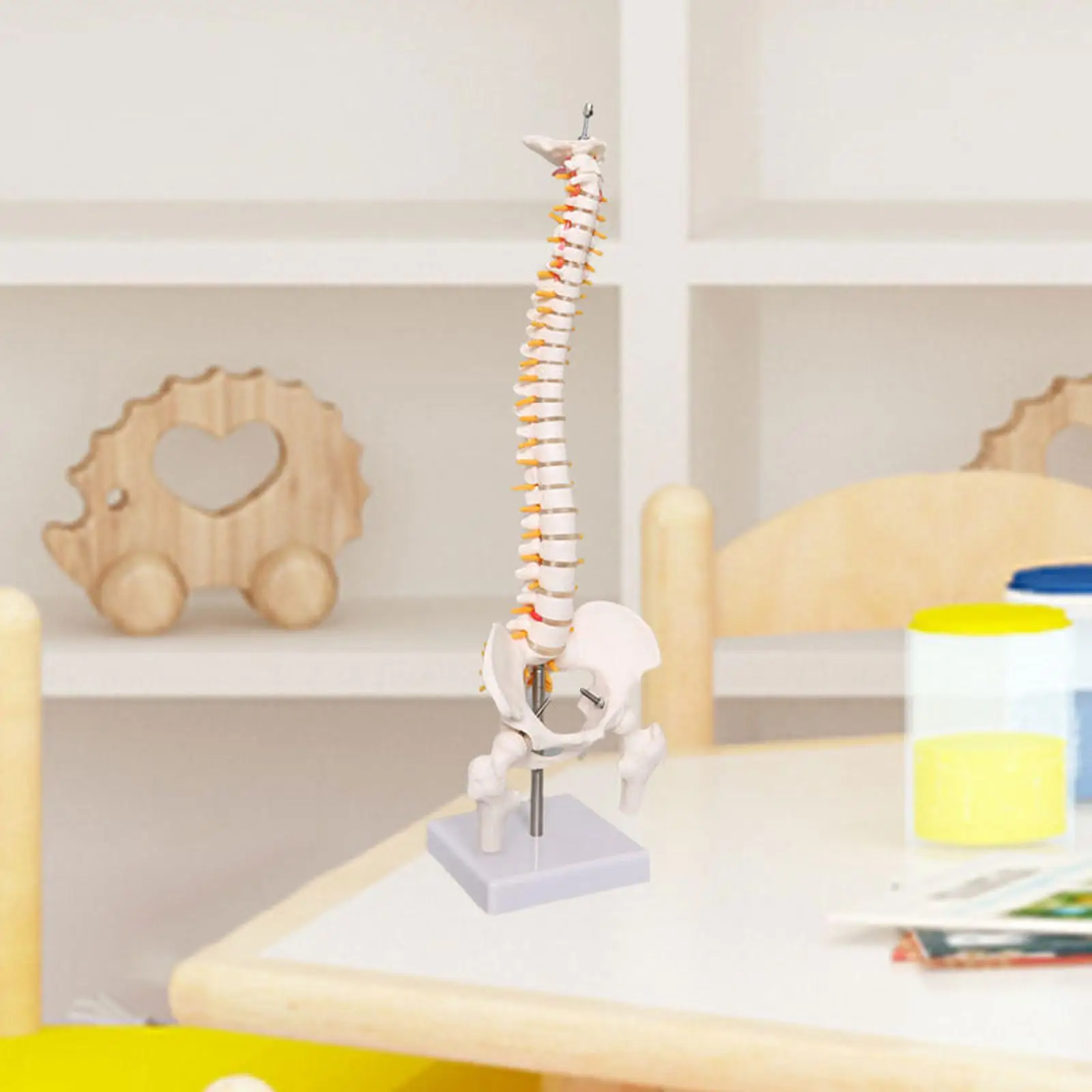 Human Spine Model 17.7inch for Science Study Biological Laboratory