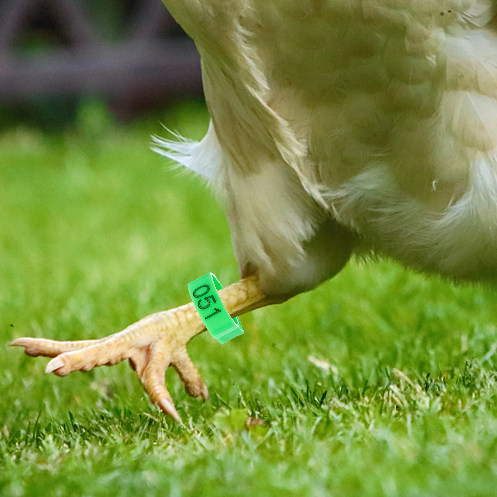200 Pcs Disposable Chicken Foot Ring Poultry Leg Bands Plastic Breeding Rooster