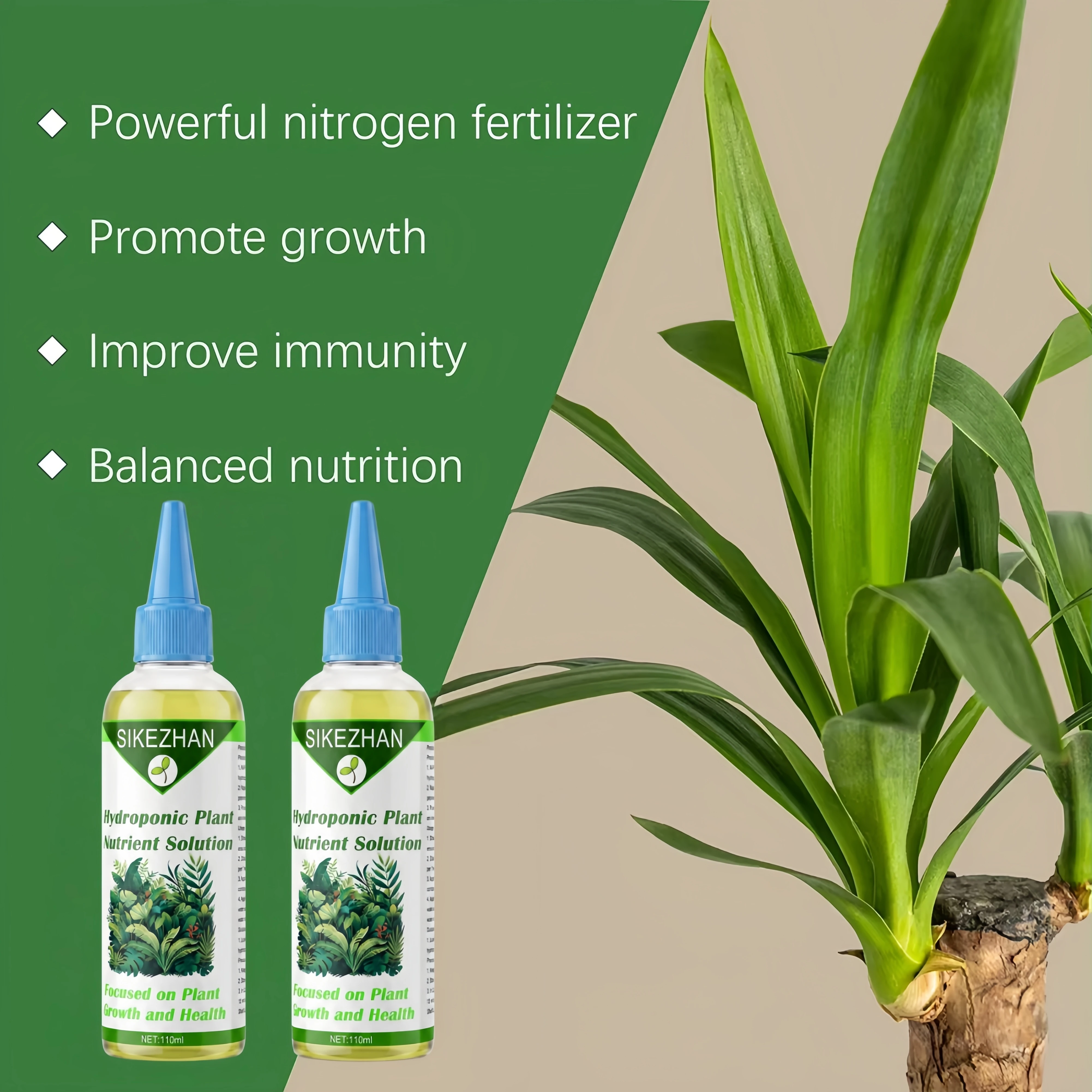 money. tree Money Tree – Fragrance Plants and Flowers main image 0