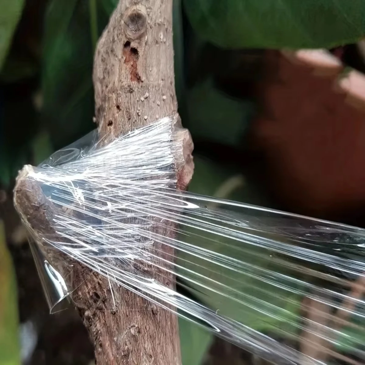 

Self-adhesive PE Grafting Tape Film Stretchable Garden Tree Plants Seedlings Vine Tomato Grafting Accessories