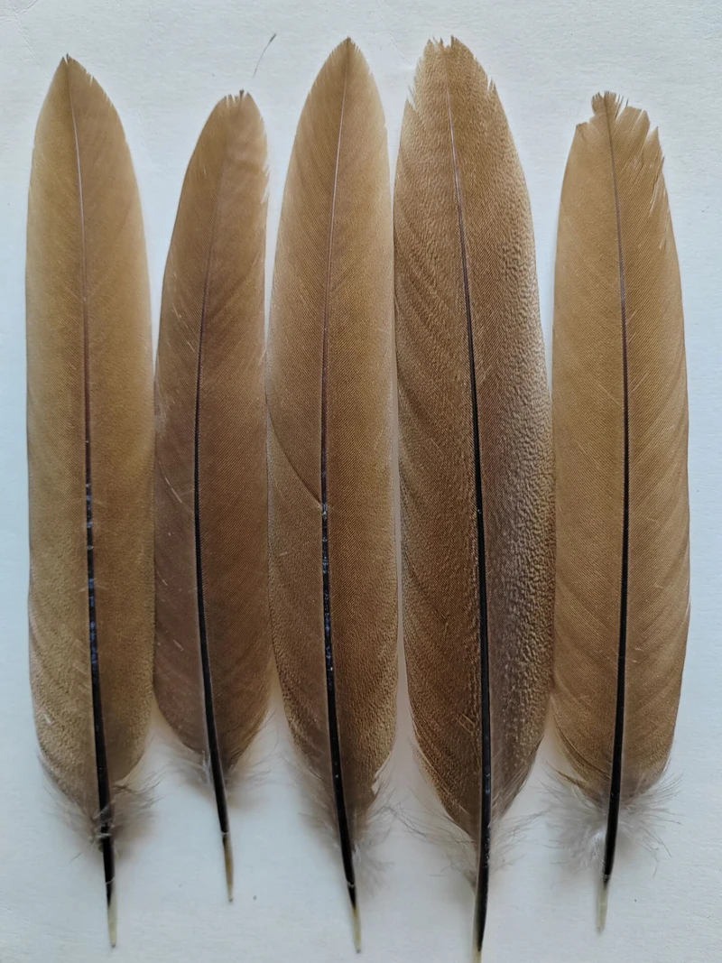 10Pcs/Lot Natural Eagle Feathers for Crafts Plume Headdress Accessories Holiday Decoration Carnival Feather DIY Handicraft Decor
