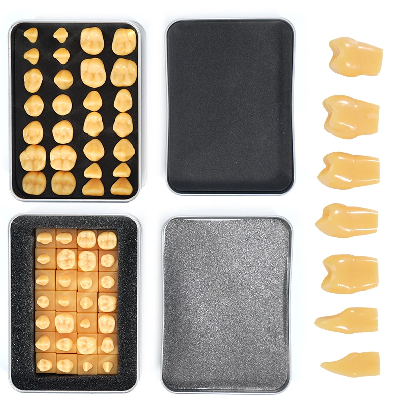 28pcs Teeth Carved Teaching Model Standard Tooth Structure Carving Teaching Comparison Model for Dentist Students Practice