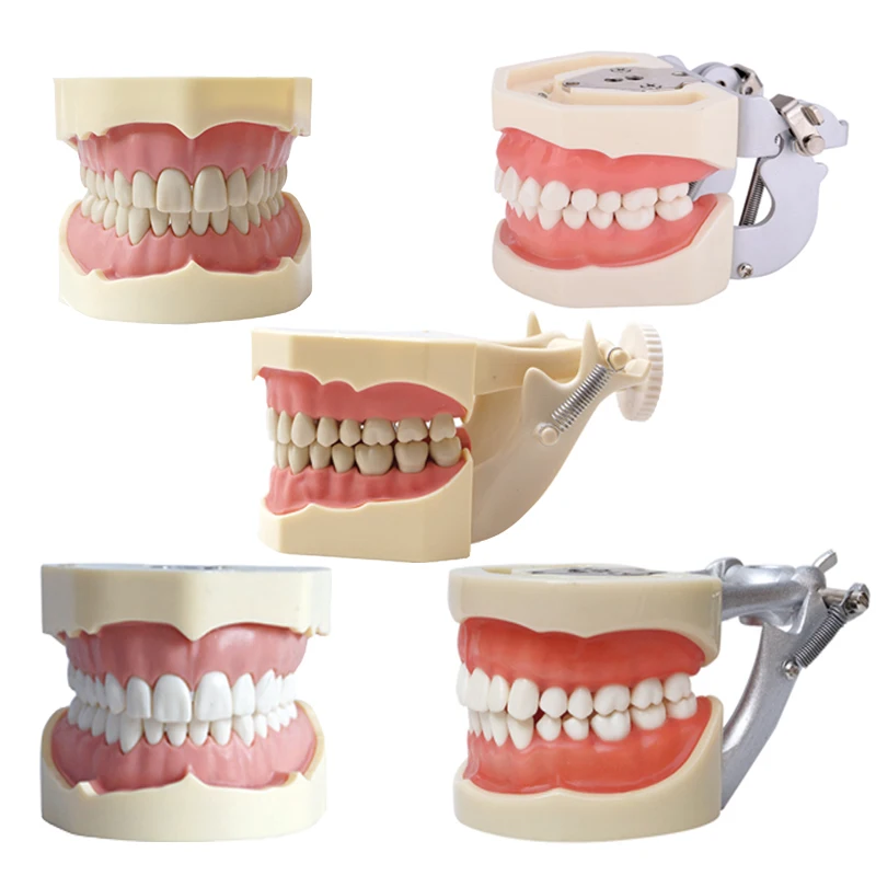 

Resin Dental Model Training Typodont Teeth Model For Dental Technician Practice Teaching Gum Teeth Jaw Model Dentistry Equipment