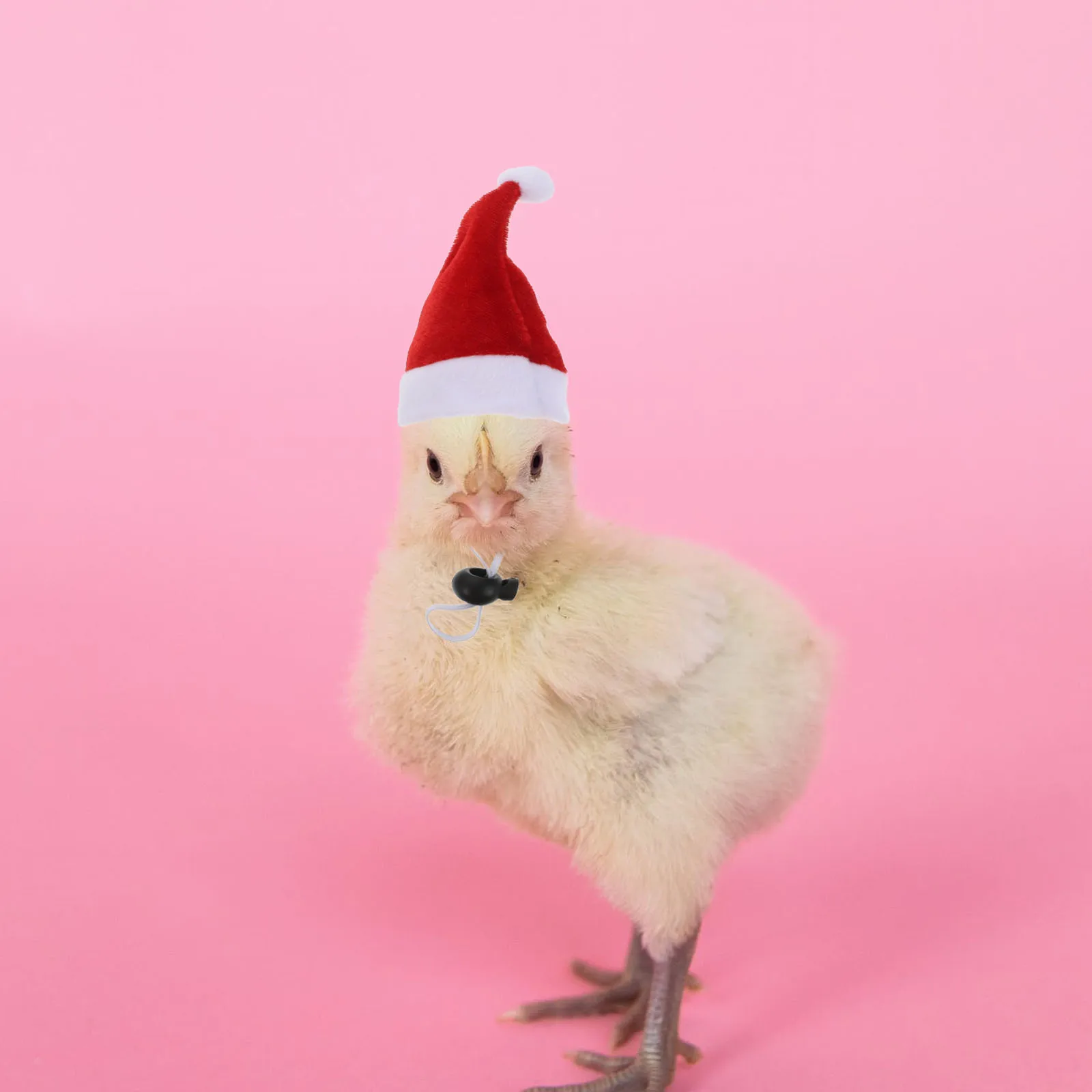 

6Sets Pet Christmas Hat Elastic Scarf Set Colored Xmas Costume Winter Party Small Animal Dress Up Chicken Duck Accessories