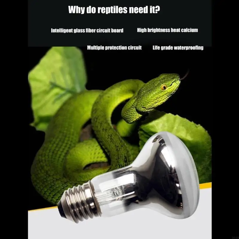 D0AD Reptiles Baski…