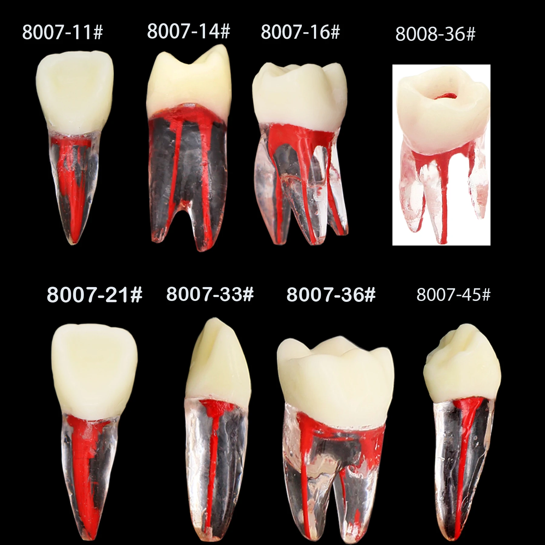 Tandheelkundige Endo-Tanden Wortelkanaalmodel Endodontische Dossier Rct Praktijk Blokpulpholte Trainingslaboratorium Voor Onderwijsstudie