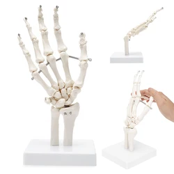 Medical Hand Bone Joint Model Human Bone Model Medical Teaching Explanation Foot Joint Model Funny Tricky Decoration Props