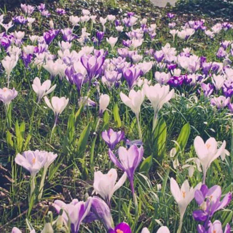 

ДЛЯ радиоуправляемых машин 4WD Вездеходный кросс-кантри-автомобиль RC Water Land-амфибия 2,4G Игрушечный автомобиль с дистанционным управлением Детский подарок Тонкий продукт