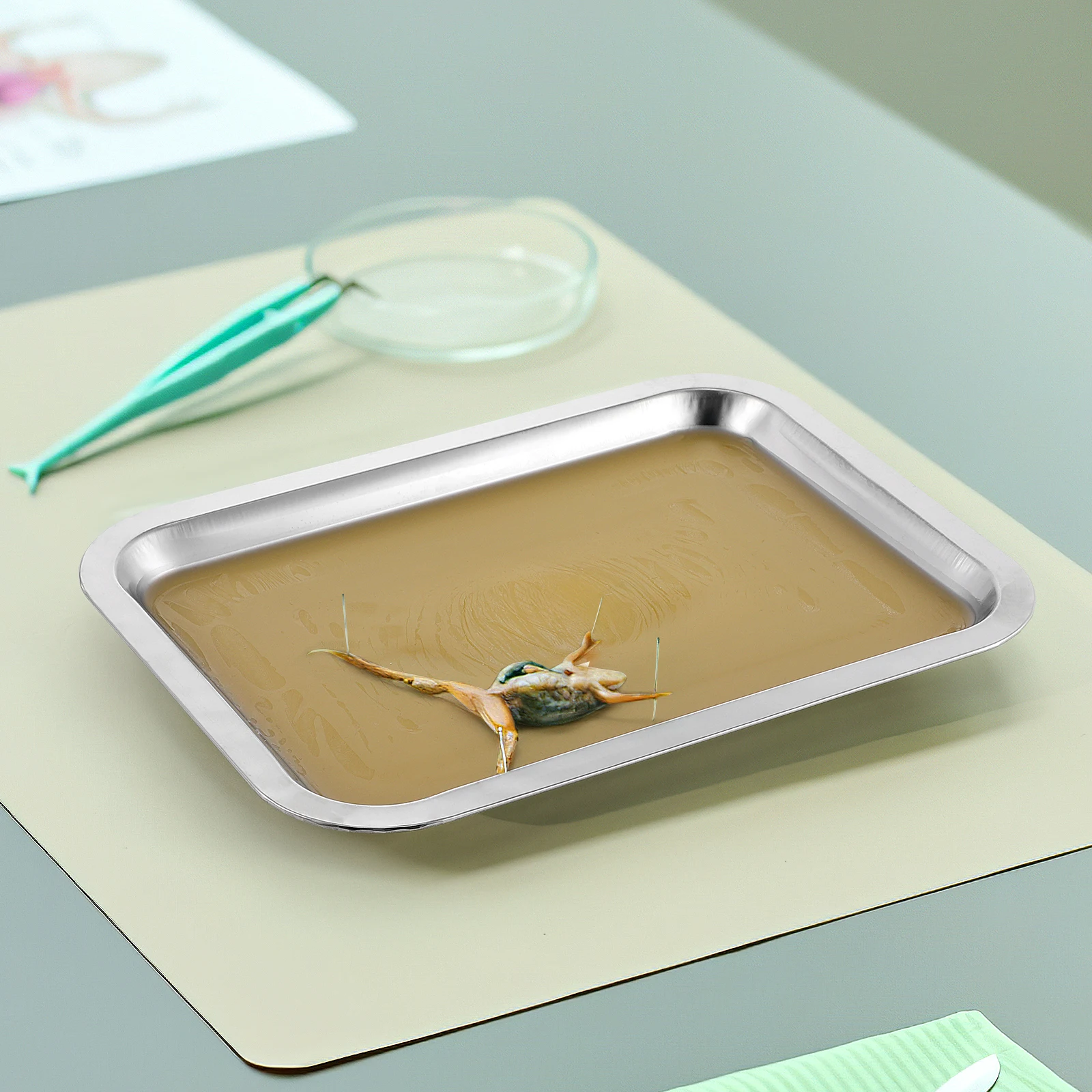 

6pcs Anatomical Wax Dissection Tray Stainless Steel Metal Educational Tool Safe Teaching Use Polished Surface Long