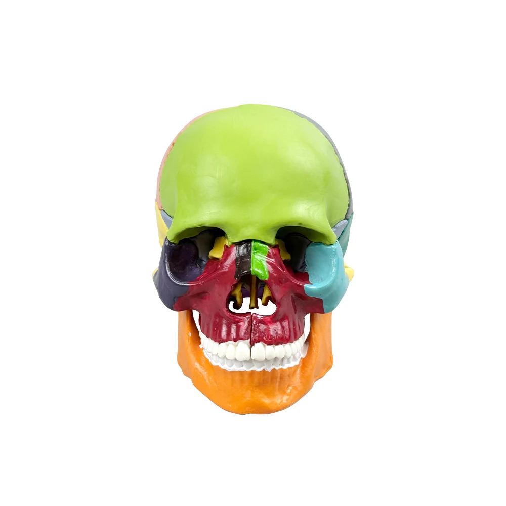 Dental Skull Skeleton Head Model Dentistry Detachable 3D Medicine  Anatomy Head Skeleton Skull For Studying Teaching Demo