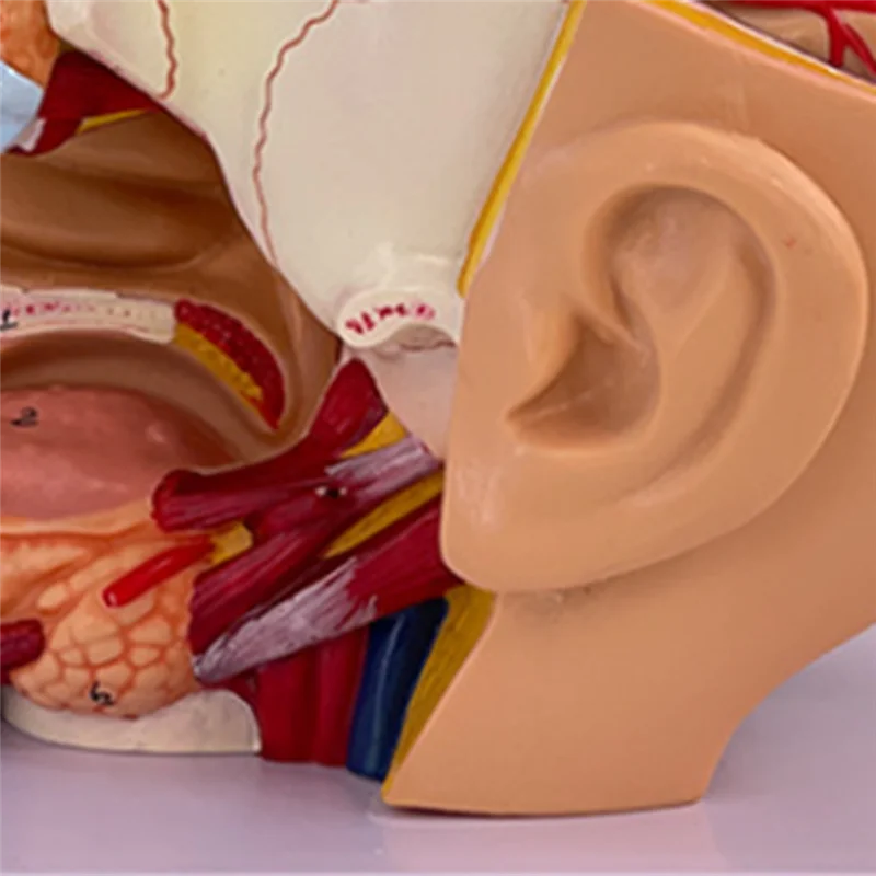 

ABFM-Human Head Anatomy Model Head Brain Cross-Section Anatomy For Science Classroom Education Learning Teaching Display