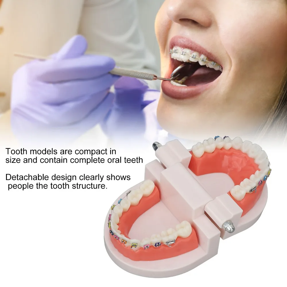 Standard Dental Typodont Teeth Model Demonstration Adult Typodont Orthodontic Metal Bracket Adult Typodont Model