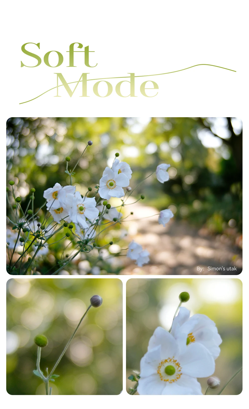 TTArtisan 50 مللي متر T2.1 كامل الإطار المزدوج خوخه فيلم سينمائي عدسة فتحة كبيرة لسوني E نيكون Z كانون R EOSR Lumix Leica L zfc R6II #5