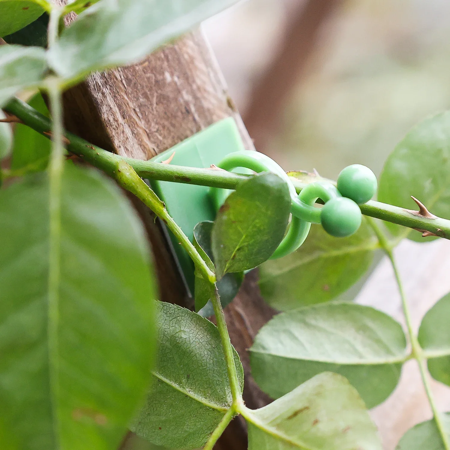 Garden Plant Support Clips Orchid Flower Buckle Tomato Vine Climbing Clip Self-Adhesive Wall Fixture Wire Cable Binding Hooks