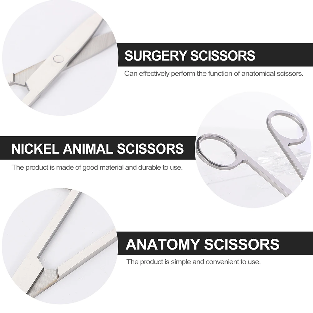 

2 Pcs Dissecting Scissors Anatomy Experiment Nickel Animal Plating Laboratory Surgery