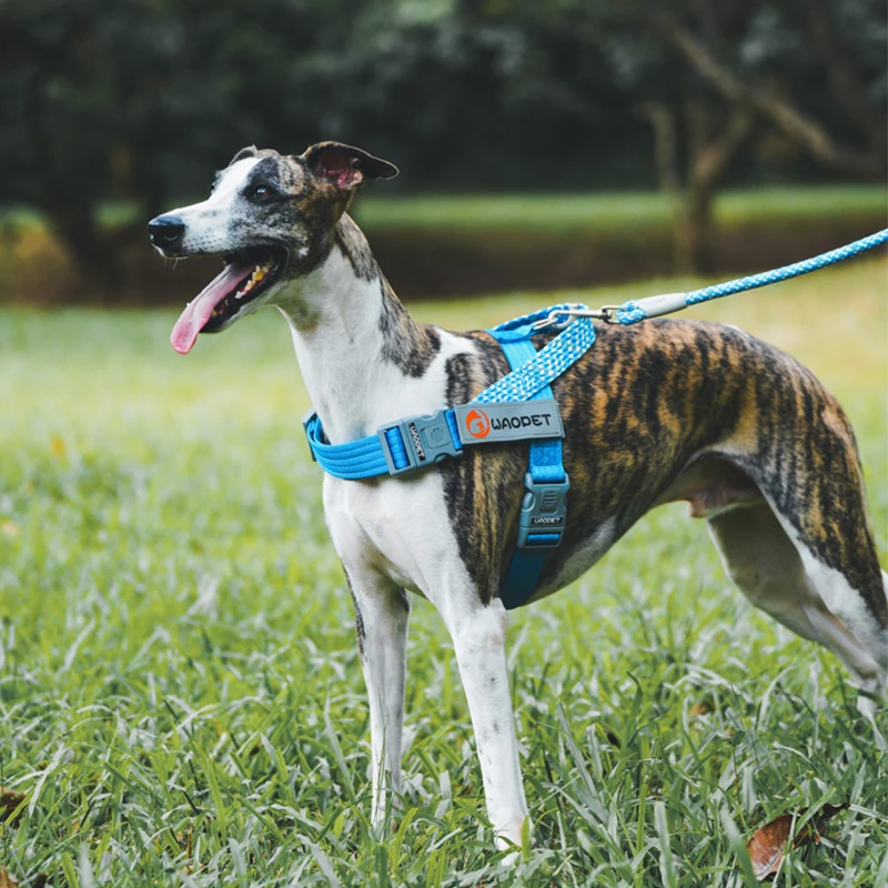 

Nylon Reflective Dog Traction Rope Fashion Dogs Belt Safety Lock Walking Dogs Training Ropes at Night Pets Products Accessories