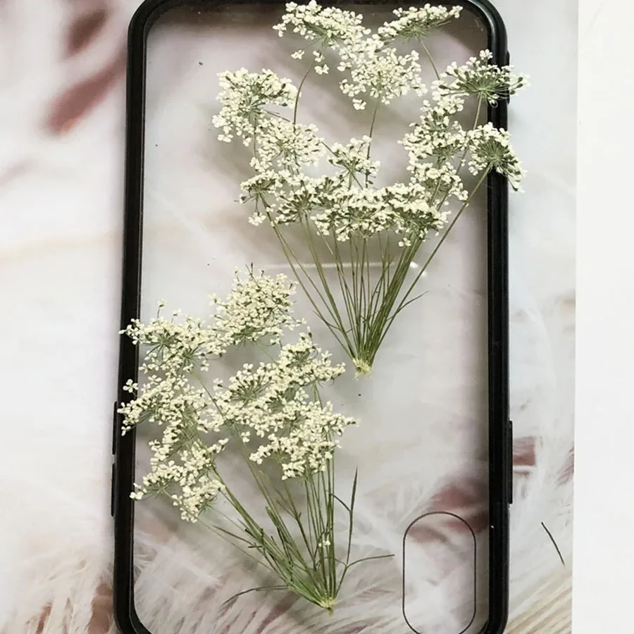 50X Pressed Dried Natural White Multi-head Ammi Majus Flower Stalk Plant Herbarium For Jewelry Postcard Invitation Card Bookmark