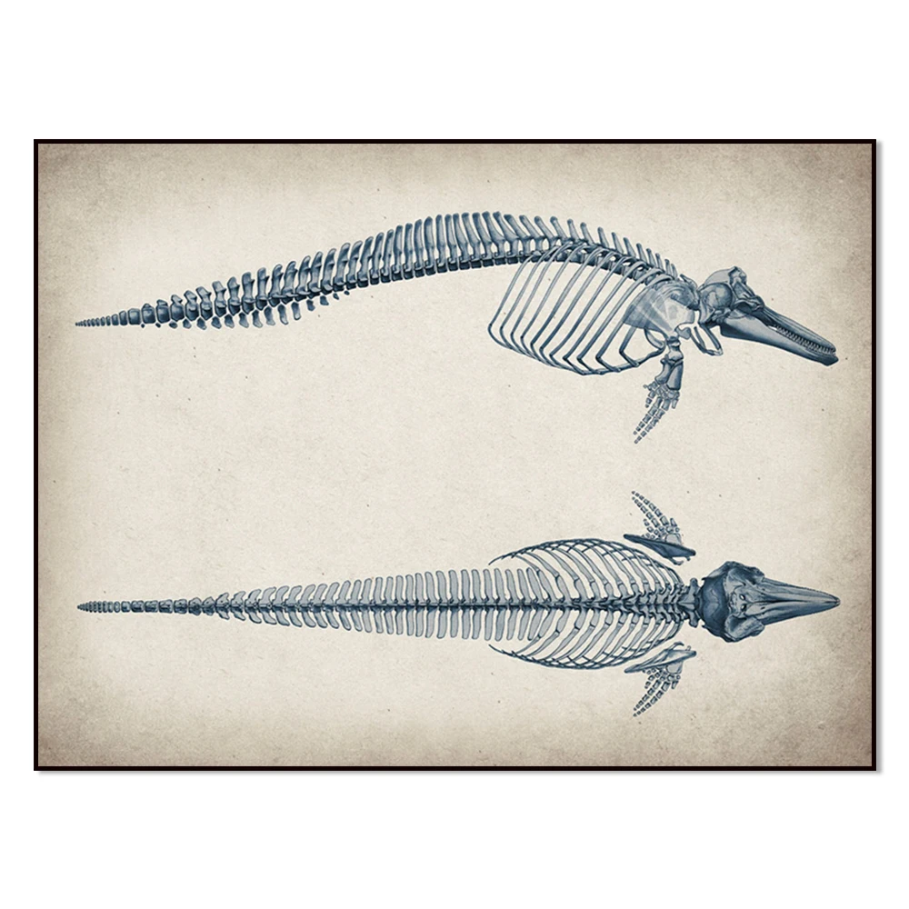 Vintage dolphin anatomy, marine mammal physiology art, ichthyology, animal anatomy biology posters, educational wall decorations