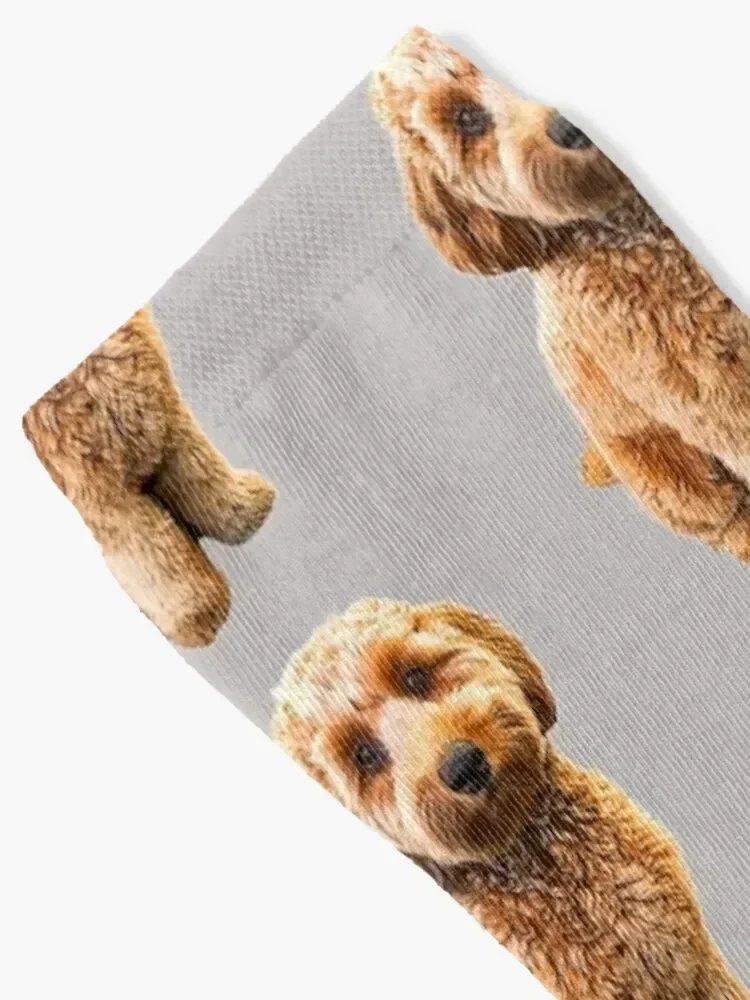 Goldendoodle Puppy Dog Labradoodle Poodle mix x Socks hockey Rugby christmas gift Luxury Woman Socks Men's