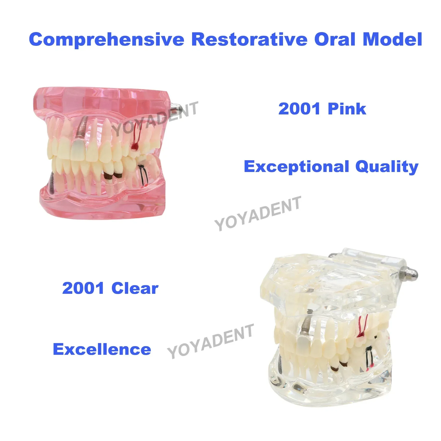 Multiple Types Dental Teeth Model Teaching Models Typodont Orthodontic Model For Studying Dentistry Products Demo