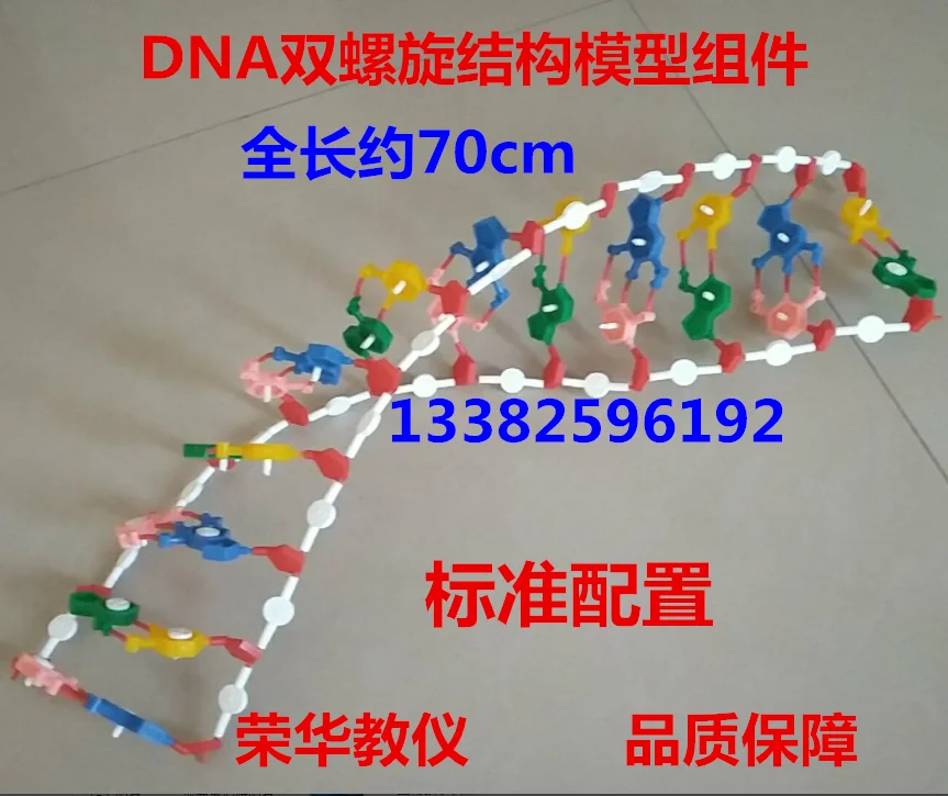 DNA double helix structure model assembly J3242 chromosome assembly Nucleotide standard configuration teaching instrument