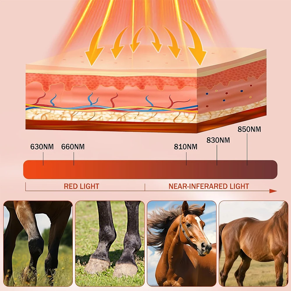 Veterinary Use Red Light LED Therapy Physiotherapy Equipment for Horse Pain Relief Pain Reduce