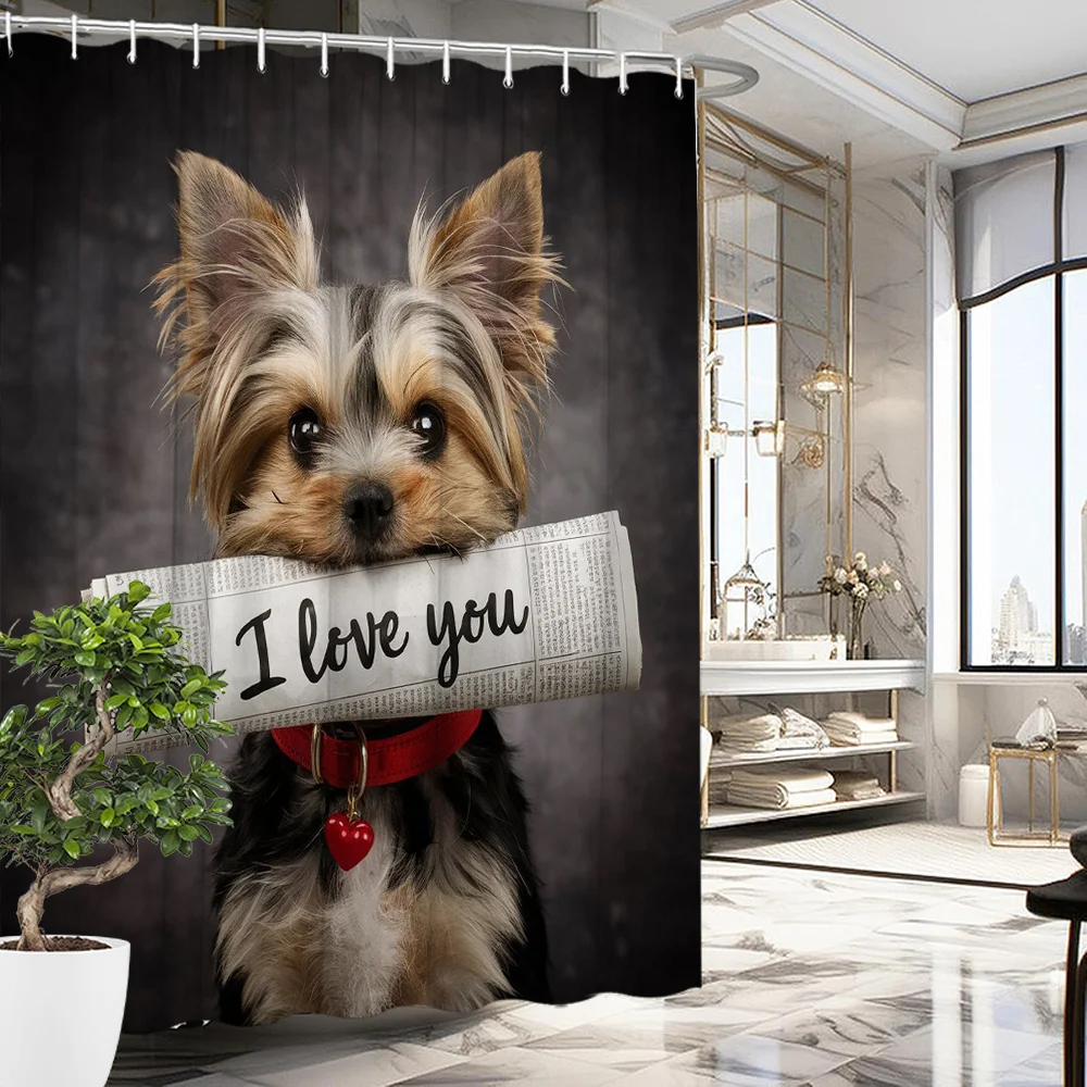 1 Yorkshire Terrier Puppy 