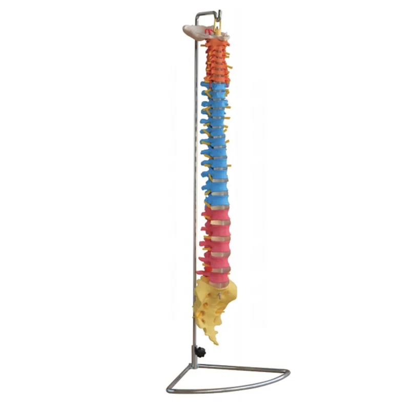 

MECAN Medical Didactic Vertebral Column Anatomical Spine Model