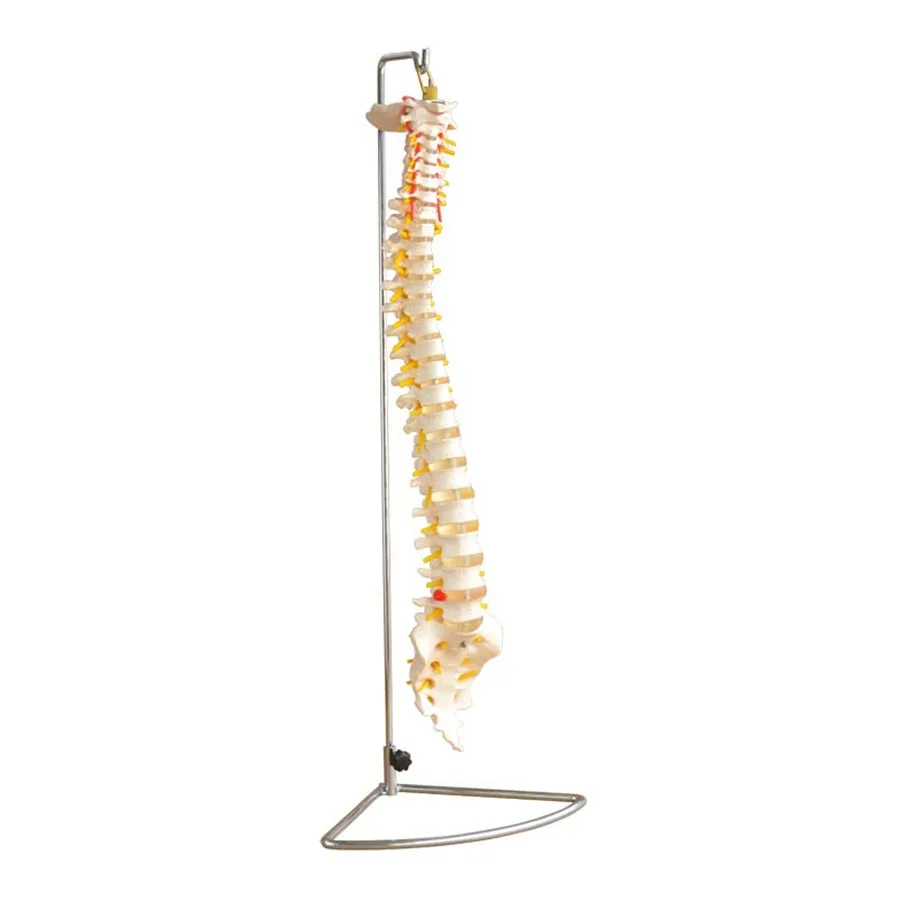 

Life-Size Flexible Vertebral Column Model With Nerve Branches and Herniated Lumbar Disc