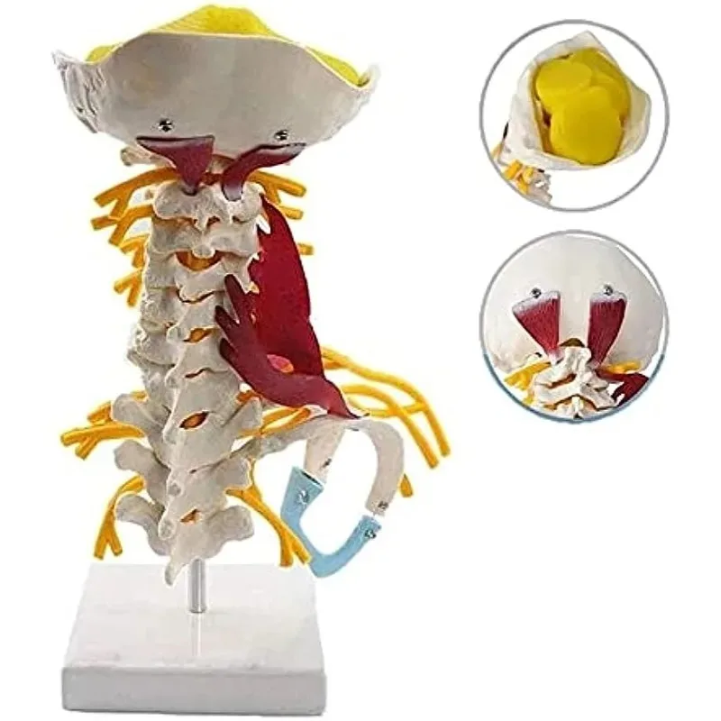 Anatomy 1:1 Human Cervical Spine Anatomical Model With Muscle Nerve Brainstem Occipital Bone Medical Science Teaching Detachable