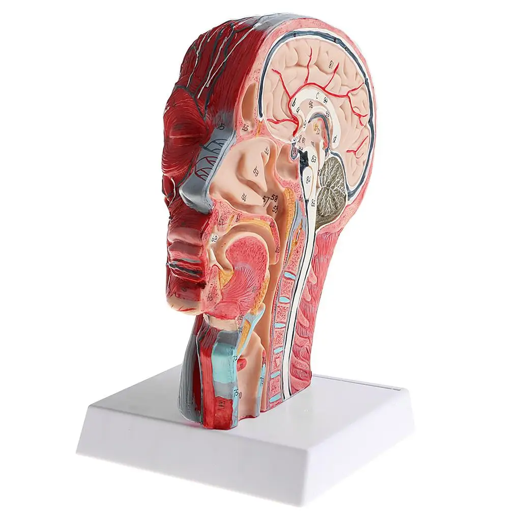 Median Section Human Head Neck Model Human Head Neck Statue Model with Base for School Learning Tool Lab Supplies