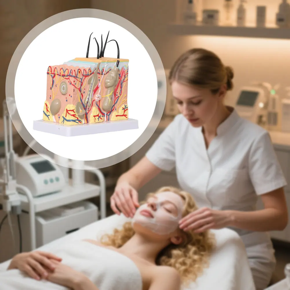 Dermatology Teaching Aid Skin Layer Diagram Realistics Anatomical Teaching Aid For Spa Clinic Display