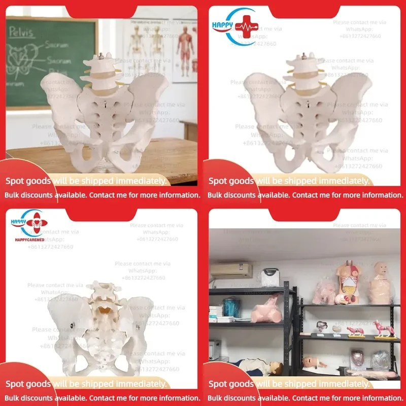 hc-s230-modelo-de-pelvis-grande-natural-con-dos-vertebras-lumbares-para-educacion-medica-hospitalaria-y-escolar