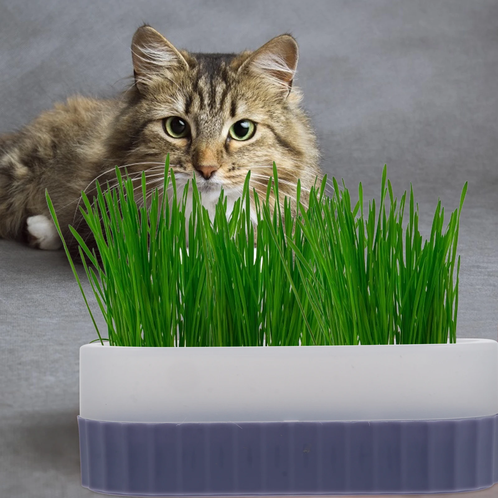 

Cat Grass Planter Box Hydroponic Tray PP Pot Lid Snack Planting Soilless Culture Retro Elegant Transparent Cover Grid Tray Easy