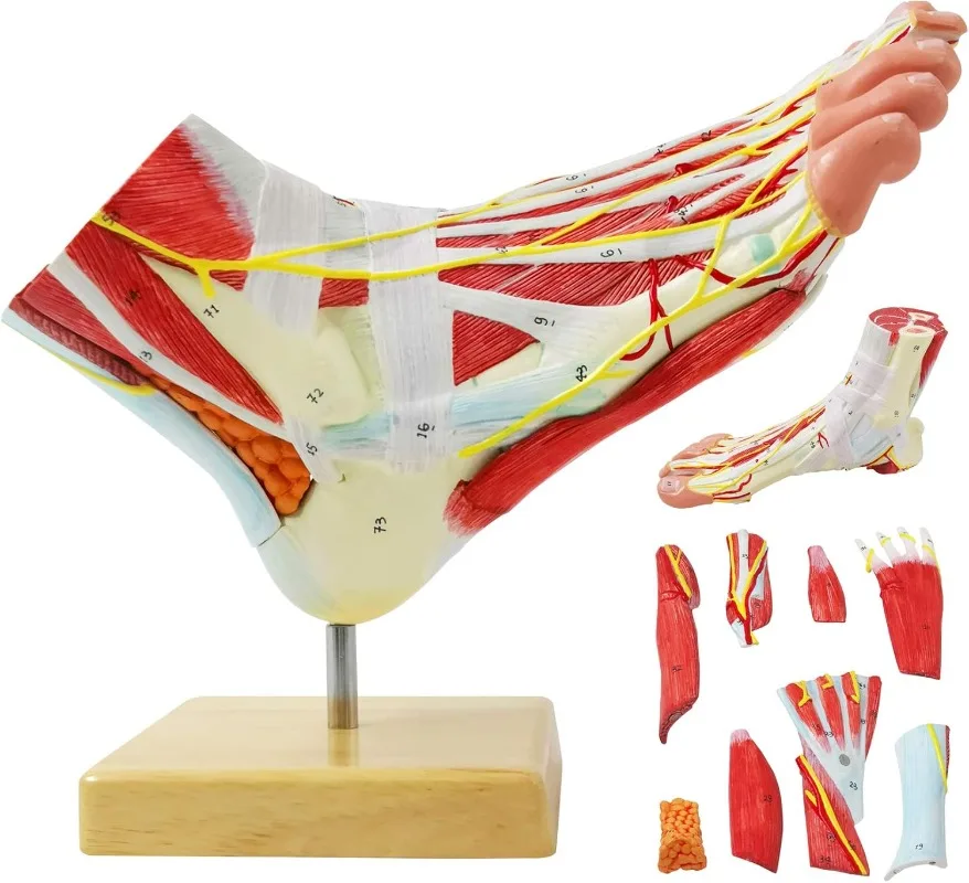 

nine-piece model human foot Anatomical model with 81 parts of the foot labeled Bones Muscles Ligaments Nerves and Blood Vessels